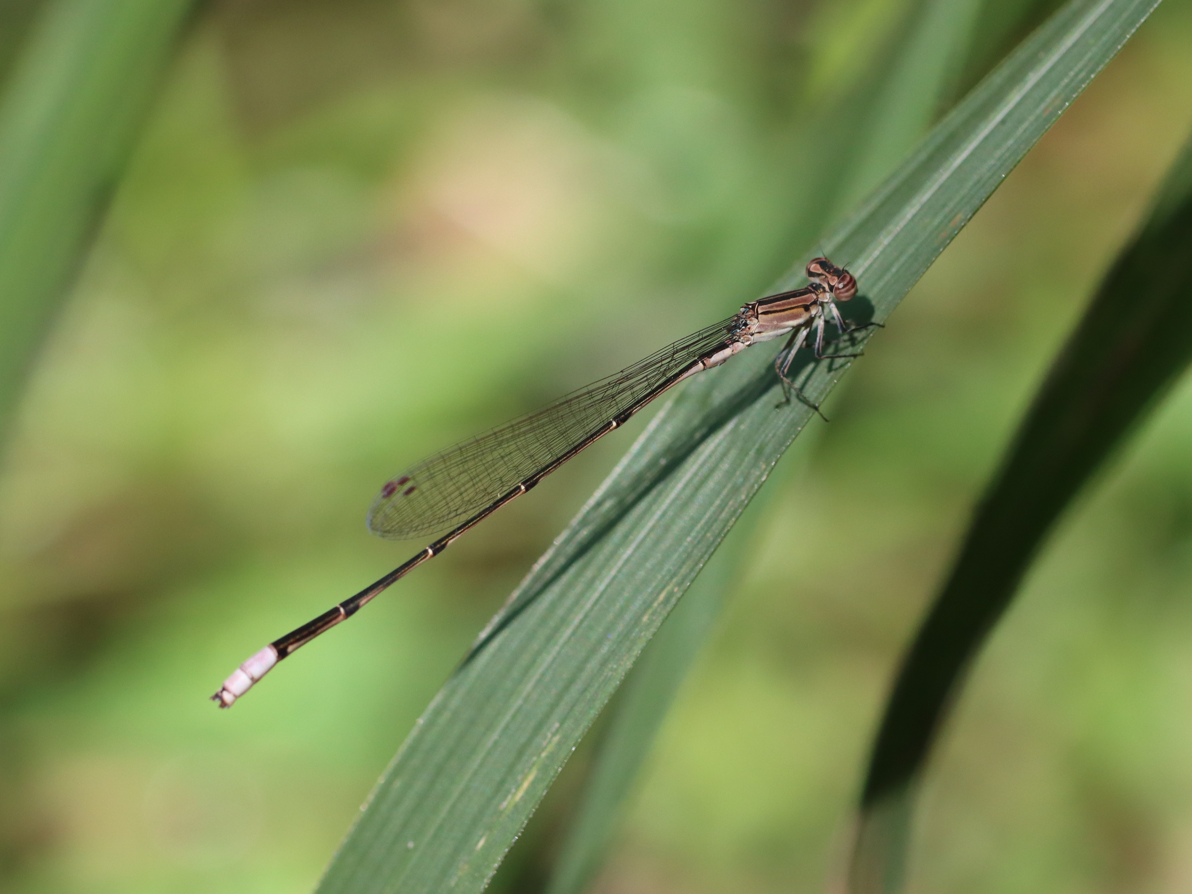 ホソミイトトンボ2